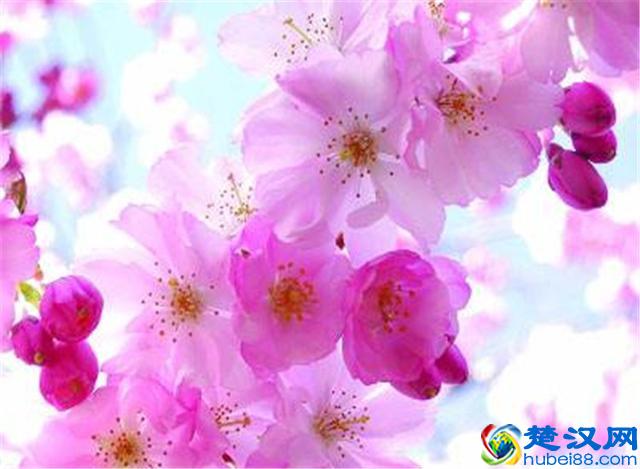 樱花七日，娇艳灿烂；花开虽短，美留人间！