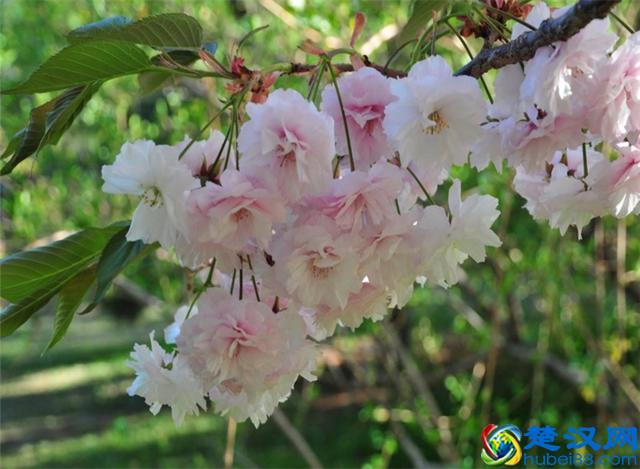 樱花七日，娇艳灿烂；花开虽短，美留人间！
