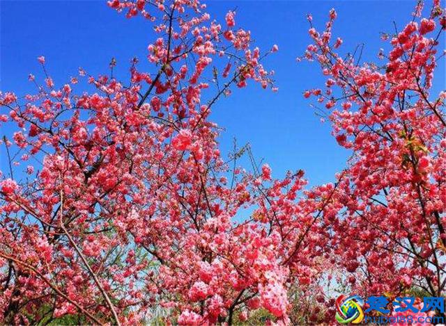 樱花七日，娇艳灿烂；花开虽短，美留人间！