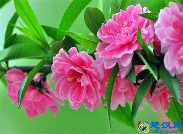 樱花七日，娇艳灿烂；花开虽短，美留人间！