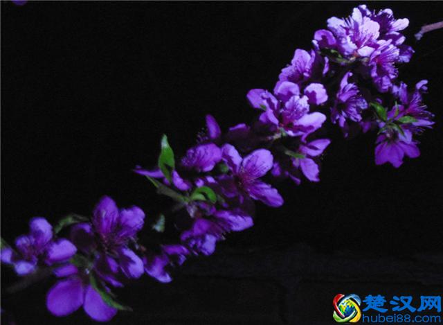 樱花七日，娇艳灿烂；花开虽短，美留人间！