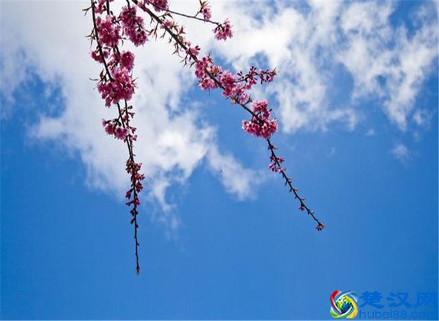 樱花七日，娇艳灿烂；花开虽短，美留人间！