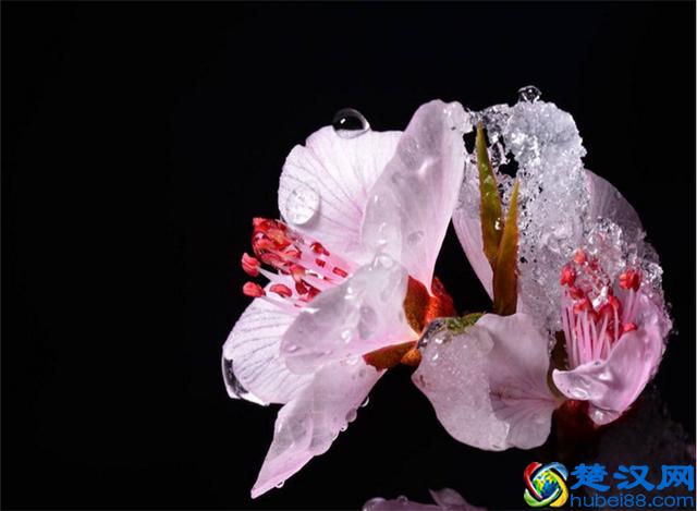 樱花七日，娇艳灿烂；花开虽短，美留人间！