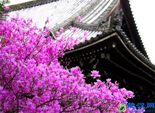 樱花七日，娇艳灿烂；花开虽短，美留人间！