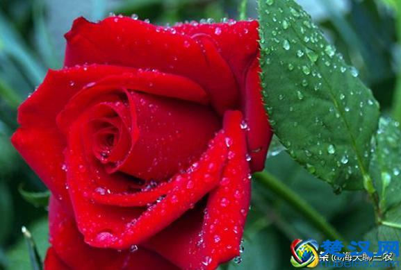 海天聊三农：一束玫瑰一生钟情，与您分享玫瑰花的养护要点及经验
