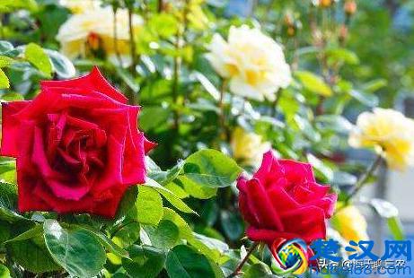 海天聊三农：一束玫瑰一生钟情，与您分享玫瑰花的养护要点及经验