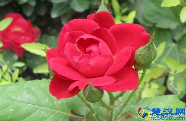 海天聊三农：一束玫瑰一生钟情，与您分享玫瑰花的养护要点及经验