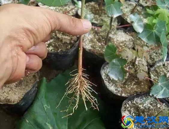 别再对生根粉有什么误解了，生根粉不是这么用的！