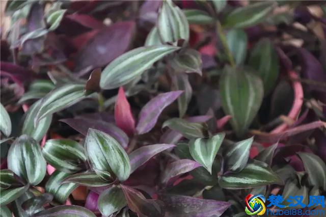 别再对生根粉有什么误解了，生根粉不是这么用的！