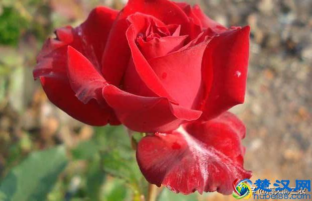 海天聊三农：一束玫瑰一生钟情，与您分享玫瑰花的养护要点及经验