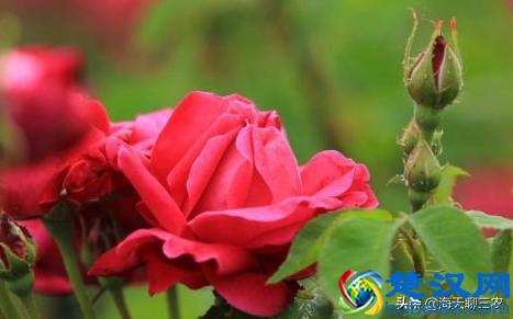 海天聊三农：一束玫瑰一生钟情，与您分享玫瑰花的养护要点及经验