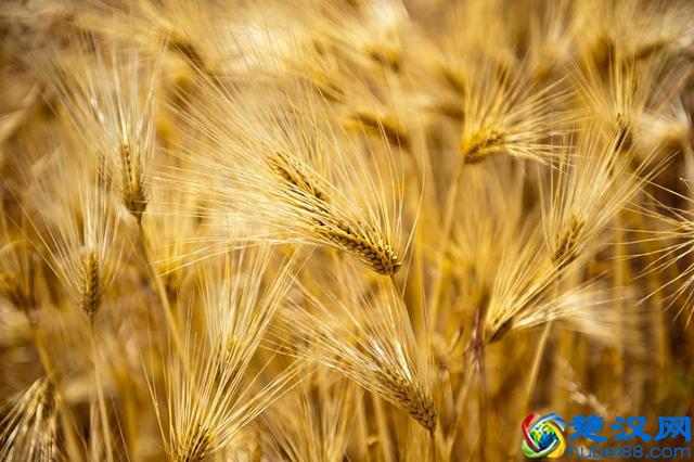 中国历史上的五谷到底指的是哪五种粮食作物？