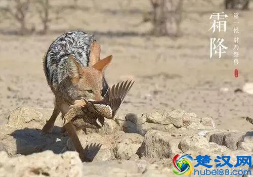 霜降｜三种物候，儒释道的三大智慧