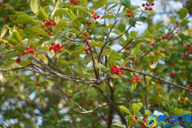 带你全方位看世界名校--美国的普林斯顿大学