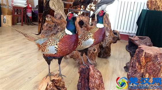 最近庭院经济比较火，做好了也能小赚一笔