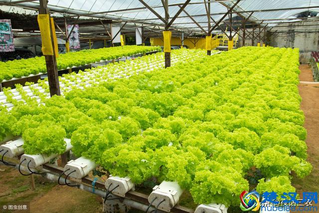 最近庭院经济比较火，做好了也能小赚一笔