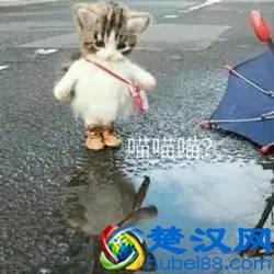 说东北话的人,都觉得自己说的是普通话