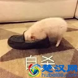 说东北话的人,都觉得自己说的是普通话