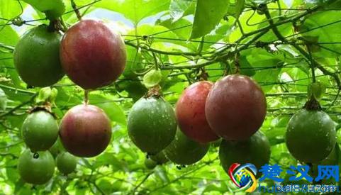 教你做百香果蜂蜜柠檬茶，让这个夏天过足酸酸甜甜的瘾！