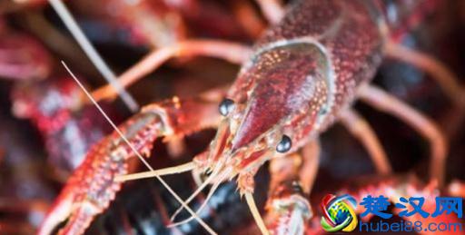 在农村“养殖什么成本最低”？养殖户：可以考虑这些项目