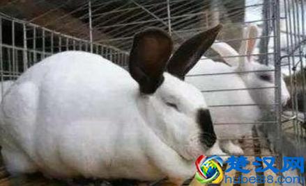 在农村“养殖什么成本最低”？养殖户：可以考虑这些项目