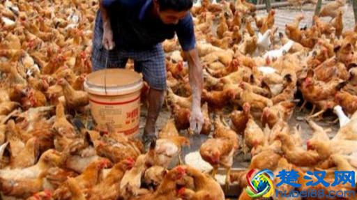 在农村“养殖什么成本最低”？养殖户：可以考虑这些项目