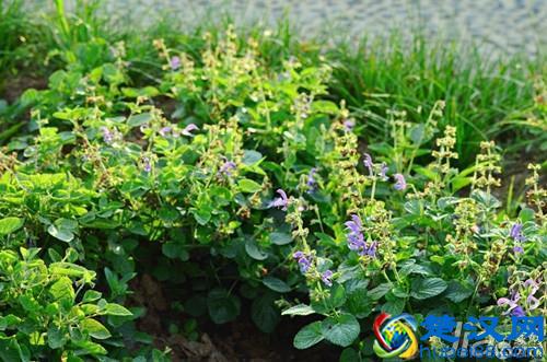 丹参的功效与作用及食用方法有哪些，都必须重视