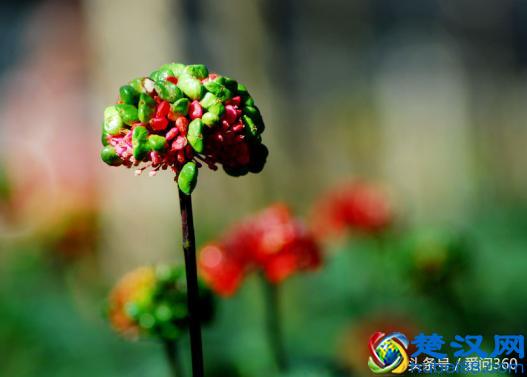 三七花怎么吃?它有什么具体的功效?