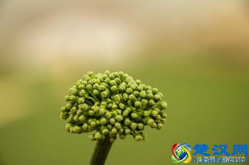 三七花怎么吃?它有什么具体的功效?