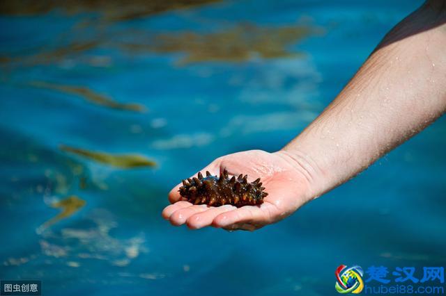 干海参怎么吃，这些方法一定要记住哦