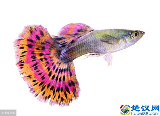孔雀鱼怎么养不容易死？