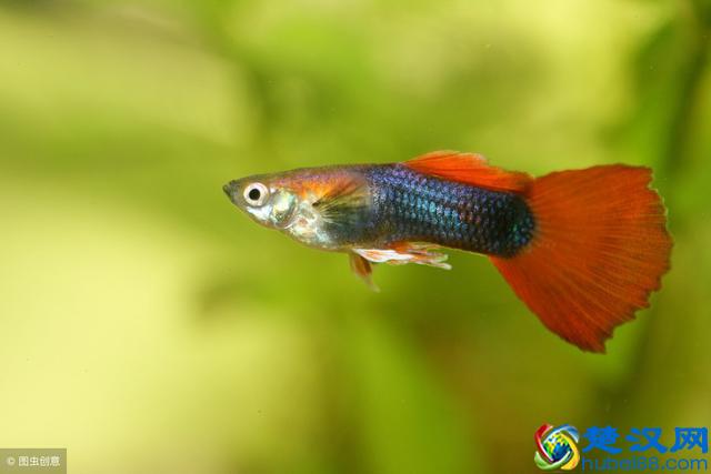 孔雀鱼怎么养不容易死？