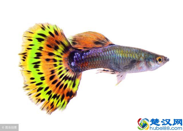 孔雀鱼怎么养不容易死？