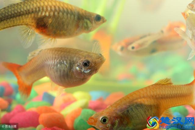 孔雀鱼怎么养不容易死？