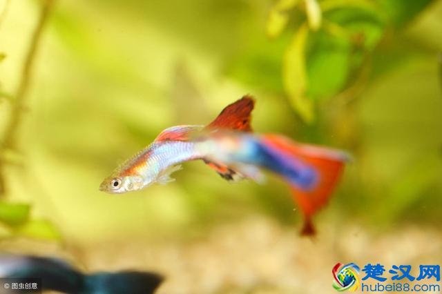 孔雀鱼怎么养不容易死？