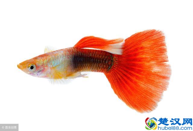 孔雀鱼怎么养不容易死？