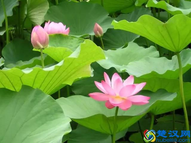 商机来了，42个农村致富项目都给你！