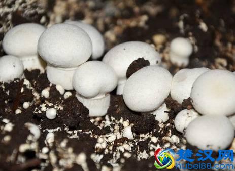 商机来了，42个农村致富项目都给你！