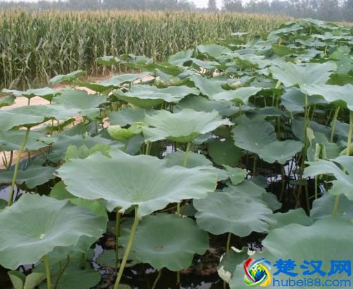 商机来了，42个农村致富项目都给你！