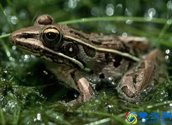 商机来了，42个农村致富项目都给你！