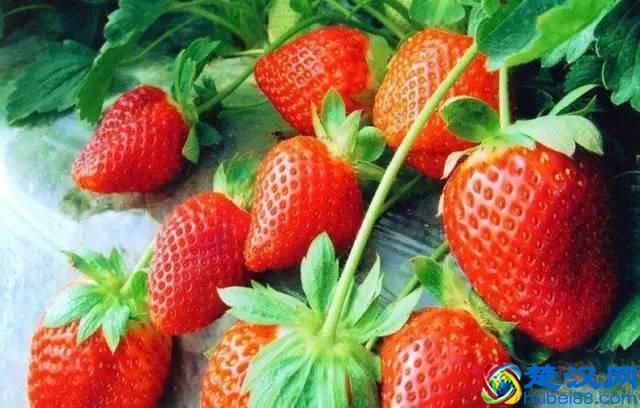 商机来了，42个农村致富项目都给你！