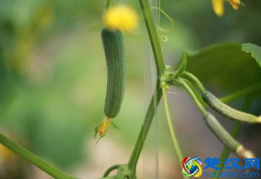 商机来了，42个农村致富项目都给你！