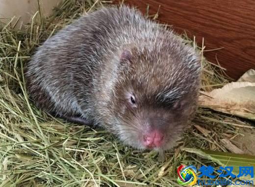 商机来了，42个农村致富项目都给你！