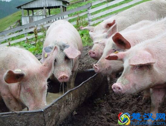 商机来了，42个农村致富项目都给你！