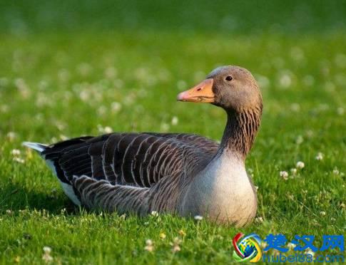 商机来了，42个农村致富项目都给你！