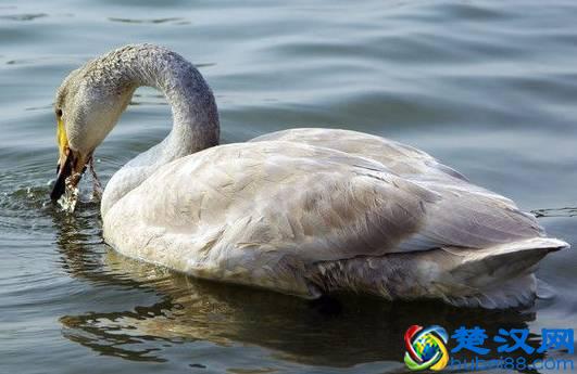 商机来了，42个农村致富项目都给你！