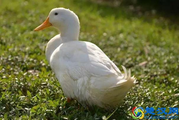 商机来了，42个农村致富项目都给你！