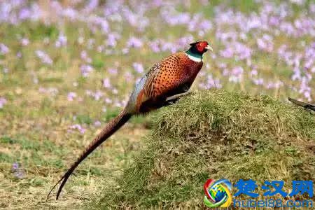 商机来了，42个农村致富项目都给你！