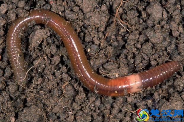 商机来了，42个农村致富项目都给你！