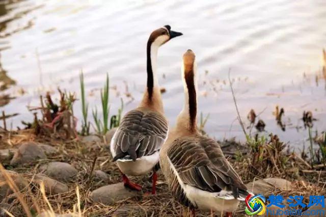 商机来了，42个农村致富项目都给你！